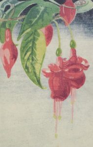 Walter Joseph Phillips: FUCHSIA