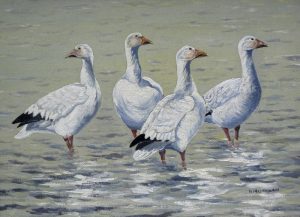 Hugh Monahan: FOUR SNOW GEESE