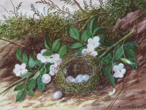 William Cruickshank: BIRD’S NEST WITH FLOWERS