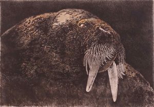 Jack Lee Cowin: DARK WATERS/WALRUS STUDY