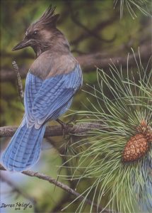 Darren Haley: STELLER’S JAY
