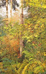 Dan Varnals: AUTUMN C0LOURS
