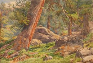 Charles Jones (C. J.) Way: A ROCKY FOREST FLOOR