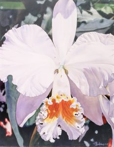 Vivian Thierfelder: ESSENCE – SPECIES CATTLEYA
