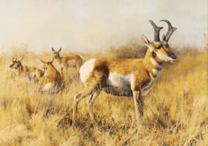 Bonnie Marris: PRONGHORNS