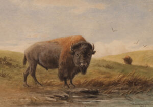 Frederick Arthur Verner: BUFFALO BULL