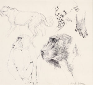 Robert McLellan Bateman: ANIMAL STUDIES (BABOON AND CHEETAH)