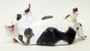 Gwen Hughes: RECLINING PIG