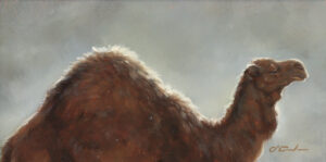 Jennifer O’Cualain: CAMEL BACK